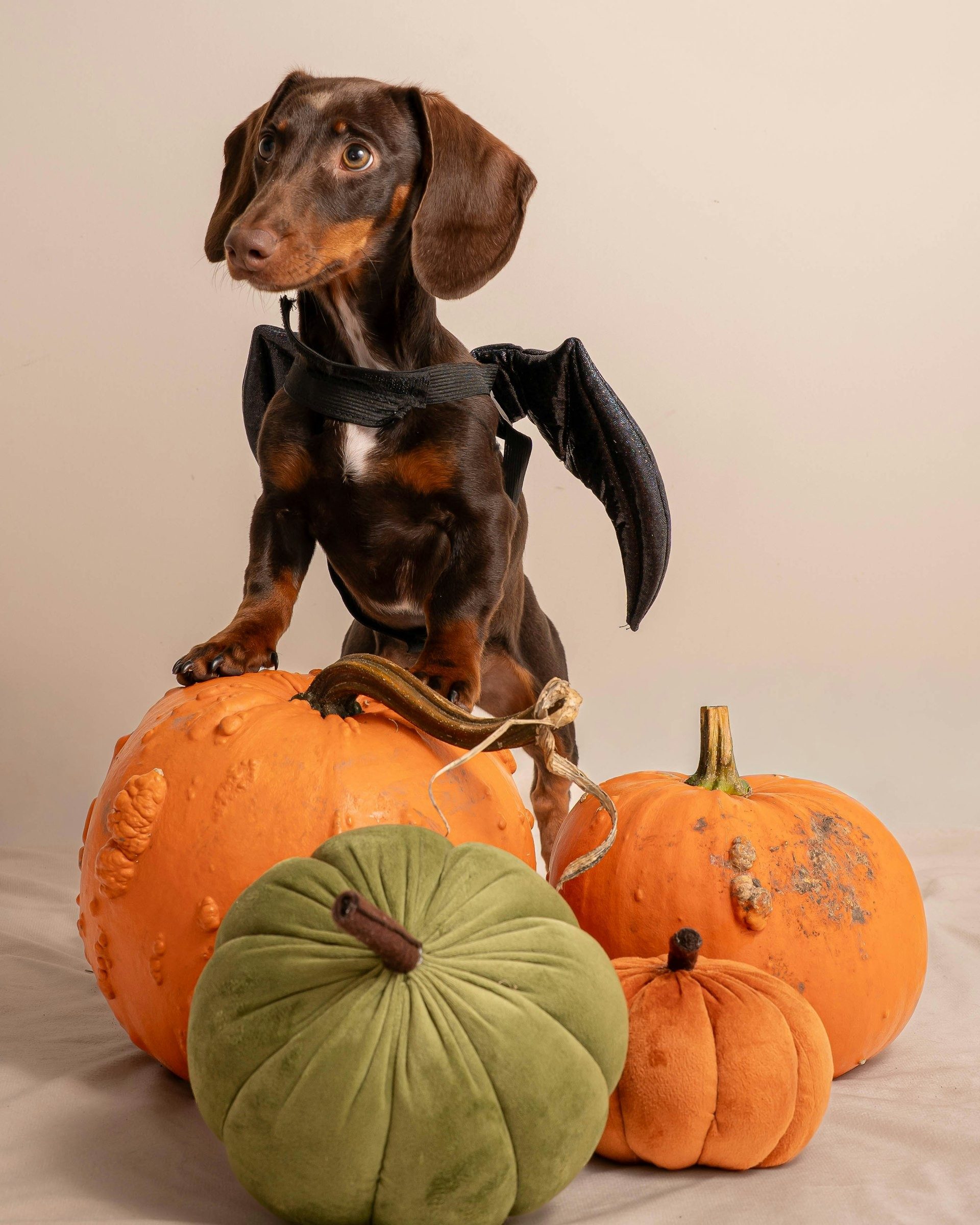Dachshund in a Halloween costume on top of pumpkins