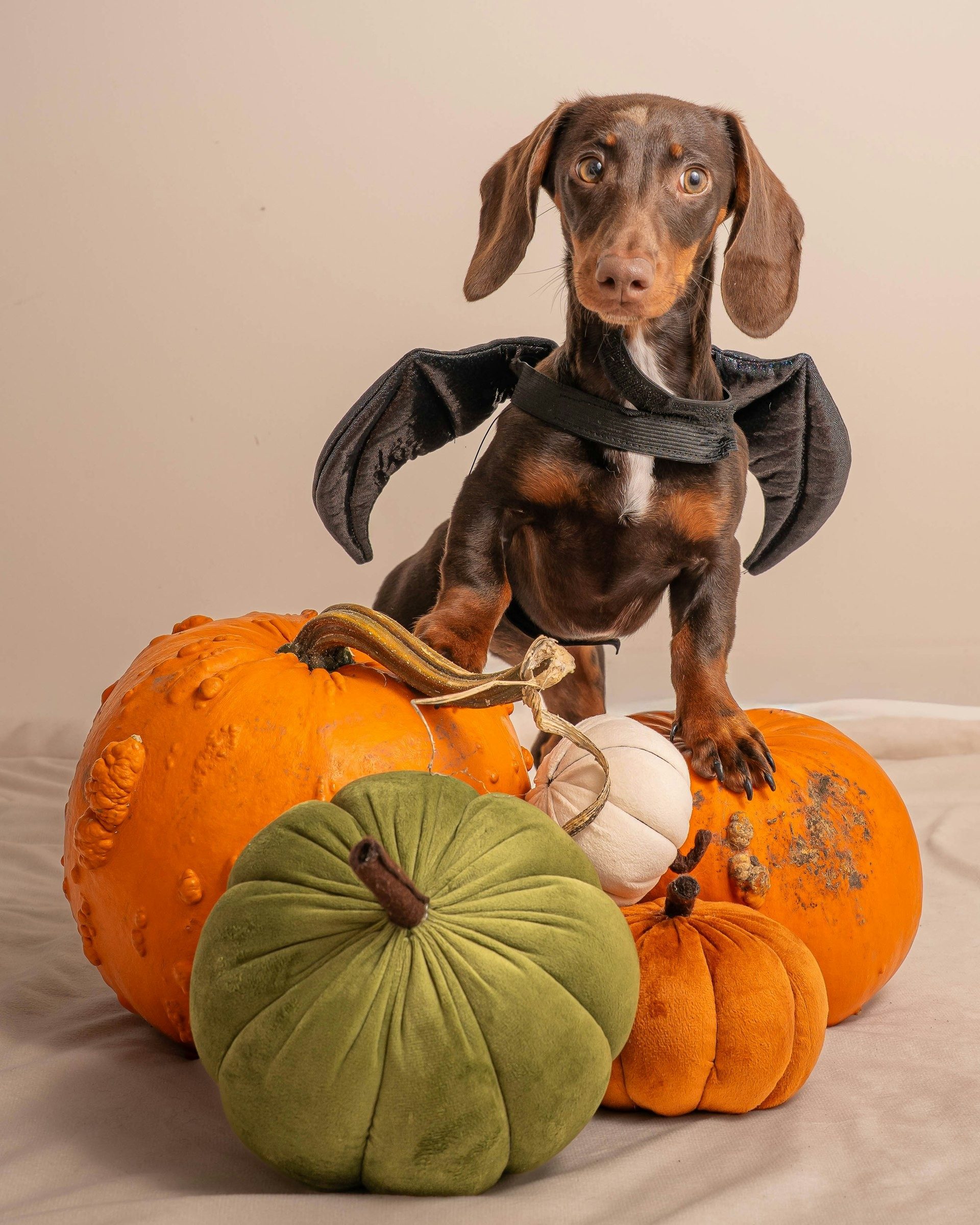 Dachshund in bat wings among pumpkins