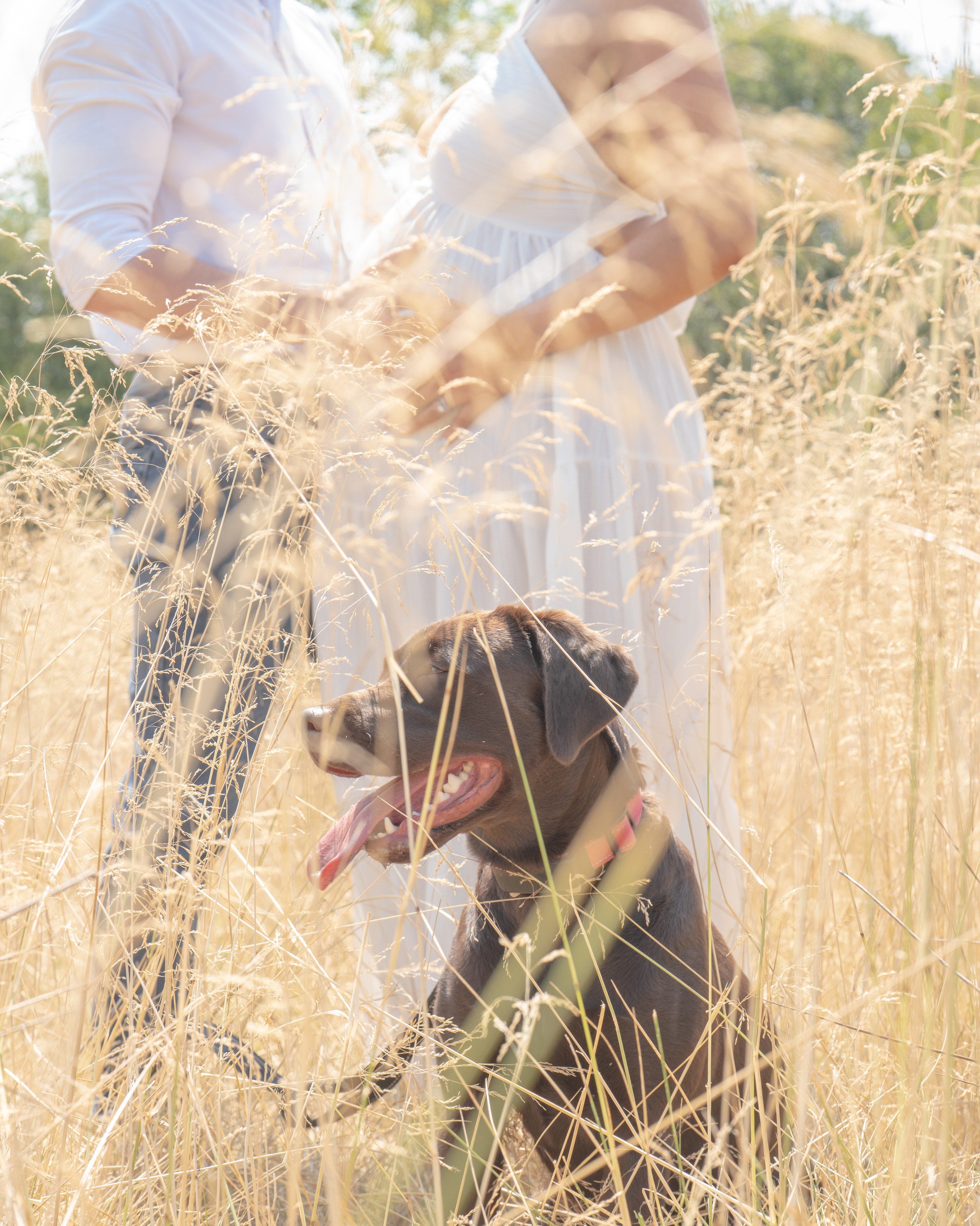 The family dog peeks through the long grass at a maternity shoot
