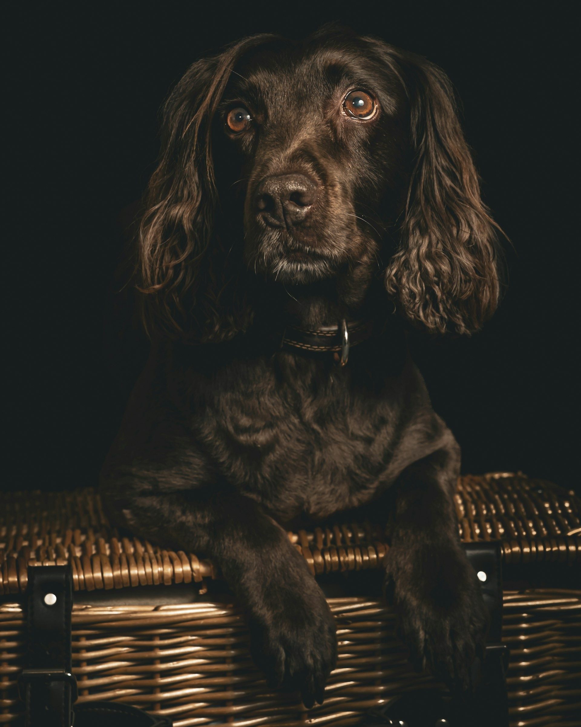Spaniel rests its paws on a wicker hamper