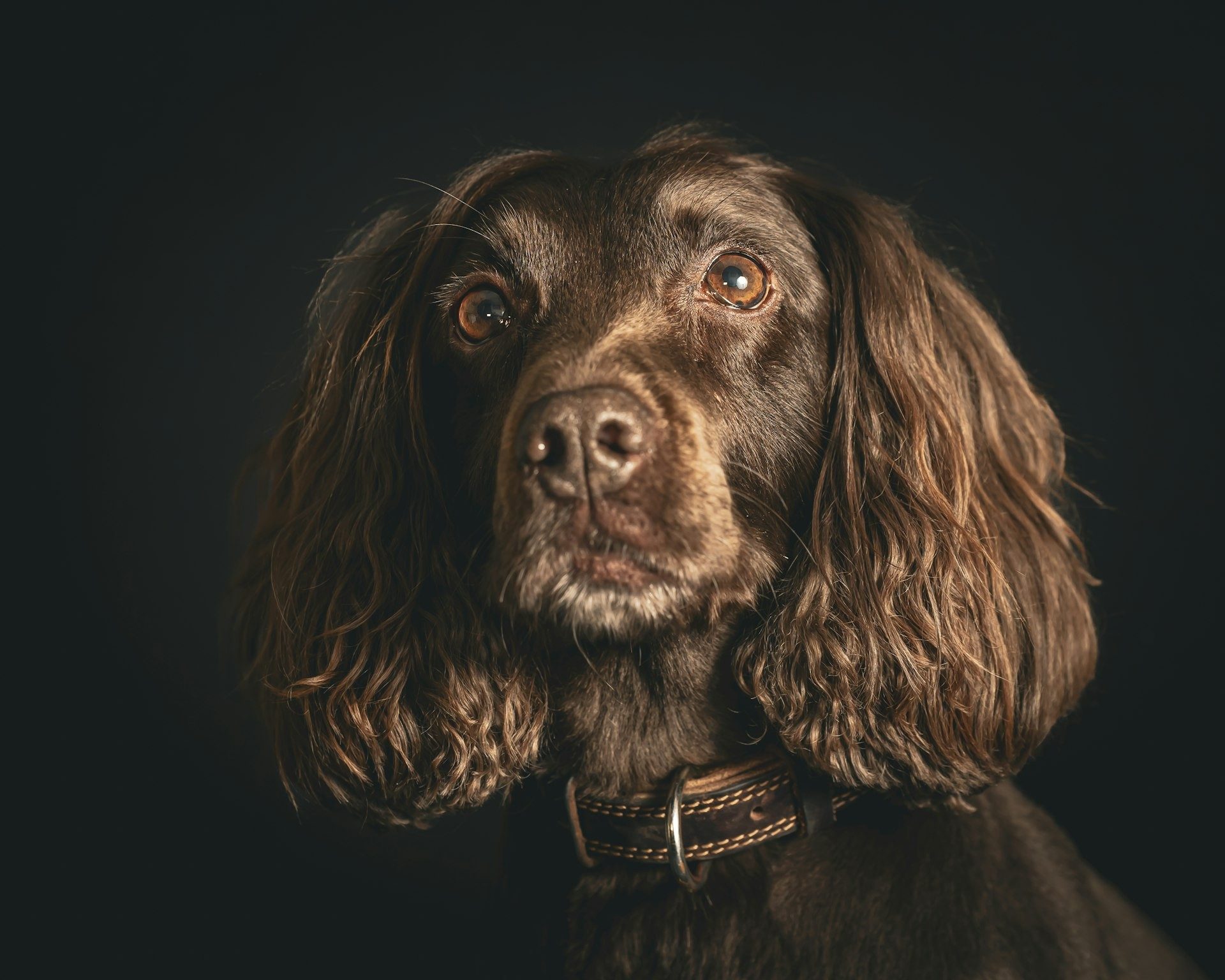 Studio portrait of a chocolate spaniel