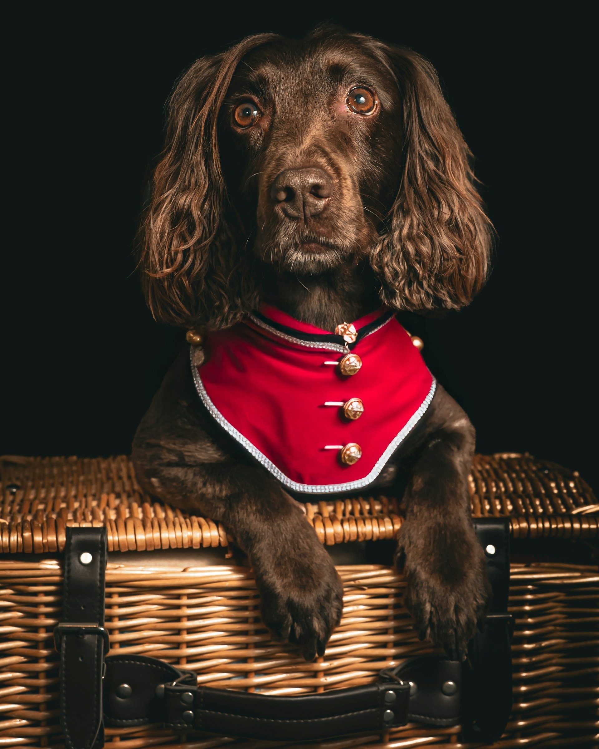 Spaniel in a red bandana