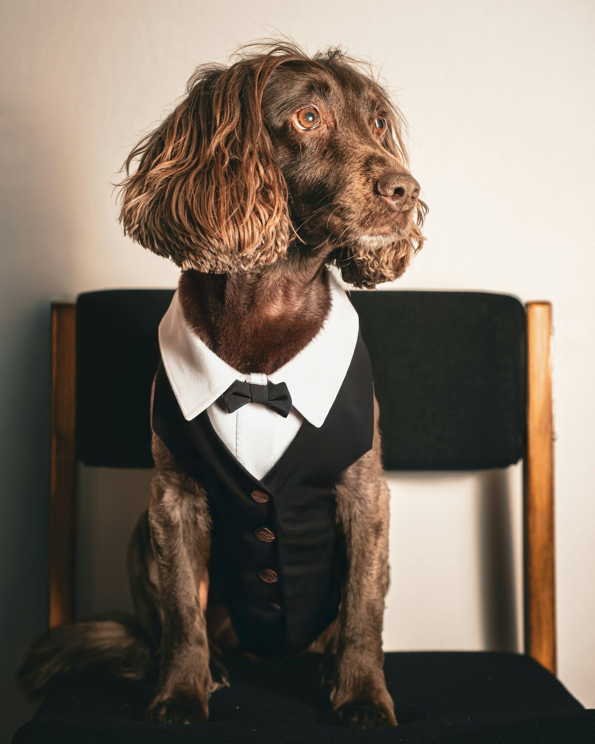 Spaniel in a waistcoat and bow tie sits on a chair
